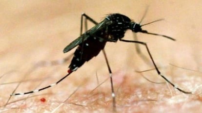 यूपी में डेंगू मच्छर के अंडे 40 डिग्री तापमान में भी मिले जिंदा, स्वास्थ्य विभाग सतर्क