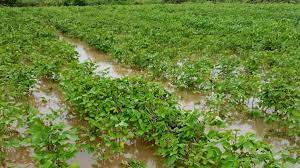उत्तराखंड: बेमौसमी बारिश से प्रदेश में फसलों को करोड़ों का नुकसान